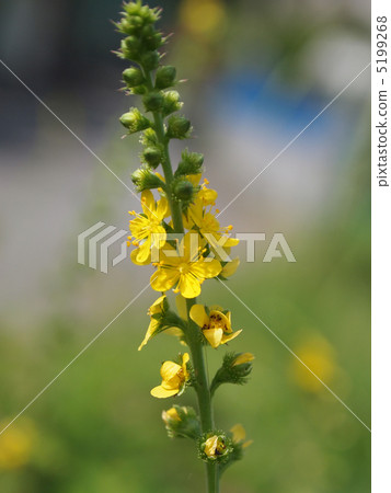 Kinnizu Hiki 5199268