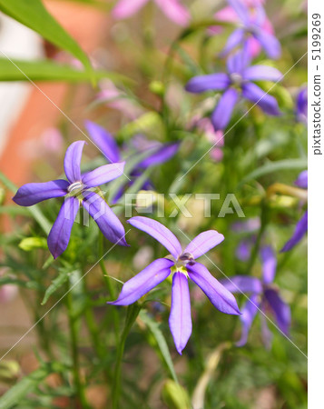 同瓣草屬 5199269