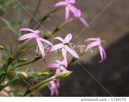 同瓣草屬 同瓣草屬 5199270