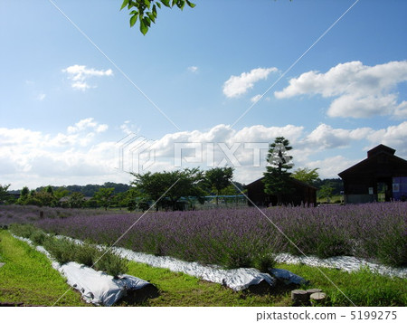 lavender lavender 5199275