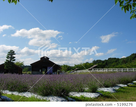 lavender lavender 5199276