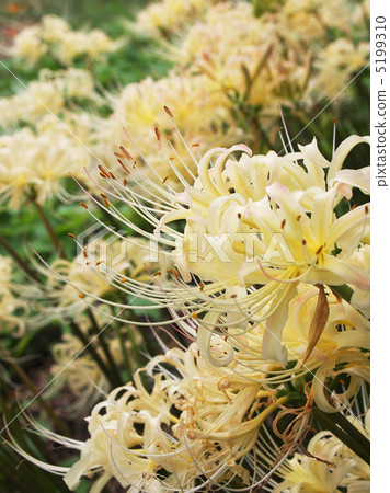 White bamboo shoots 5199310