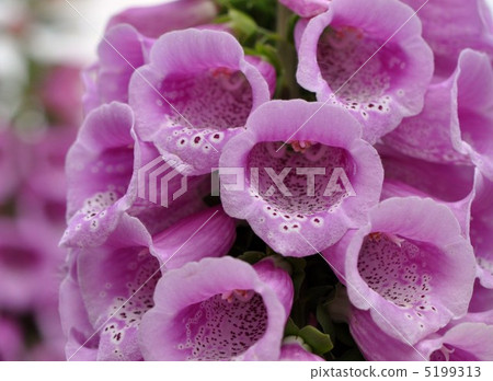 Digitalis 5199313