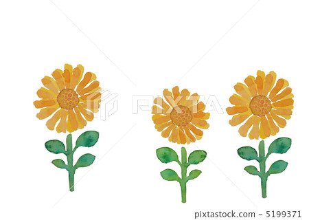 Sunflower watercolor picture Sunflower watercolor picture 5199371