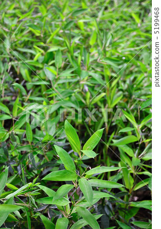 Tree · Okamezasa grass family 5199468