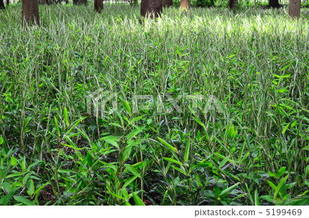 Tree · Okamezasa grass family 5199469
