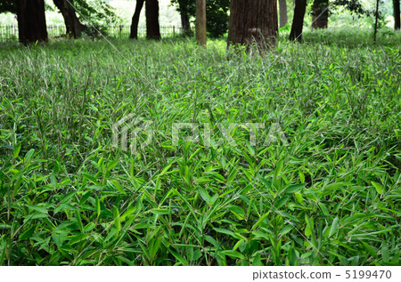 Tree · Okamezasa grass family 5199470