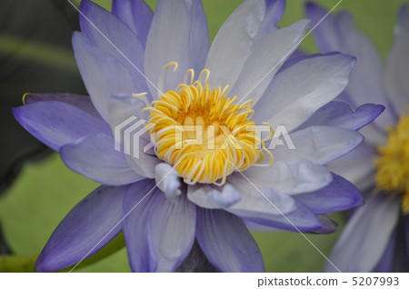 Water lily Water lily 5207993