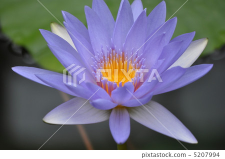 Water lily Water lily 5207994