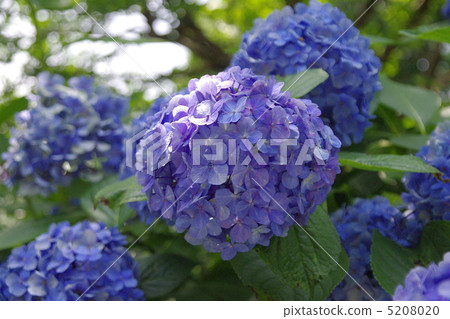 Hydrangea hydrangea hydrangea Hydrangea hydrangea hydrangea 5208020