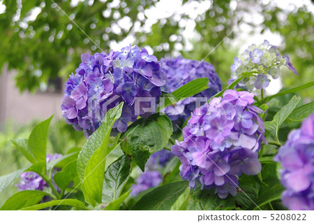 Hydrangea hydrangea hydrangea Hydrangea hydrangea hydrangea 5208022