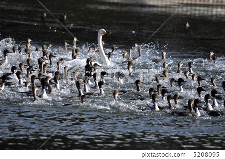 Swan and a pillar 5208095