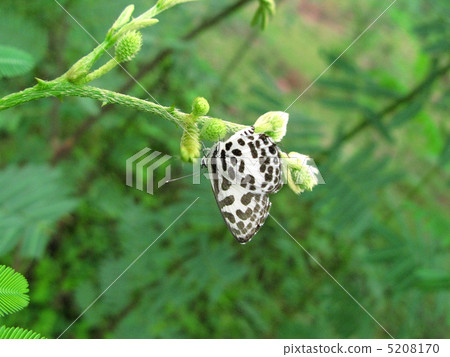 Butterfly in Southeast Asia 5208170
