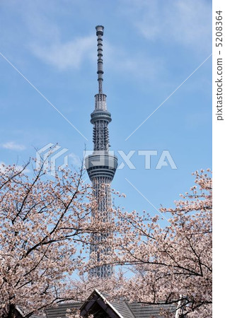 櫻花和裙子 - 合作 5208364