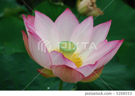 蓮花 蓮花 5208553