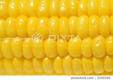 玉米 玉米 5208560