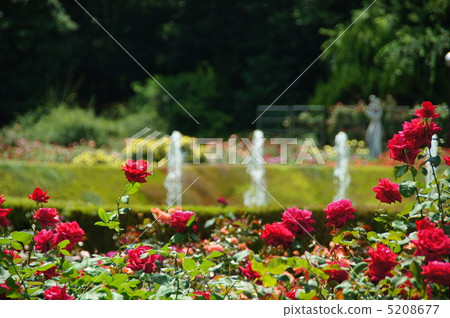 七月玫瑰和薔薇科335 5208677