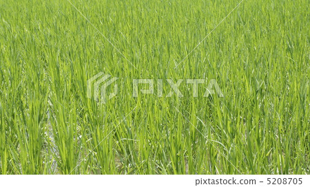 強大的水稻朝夏日陽光大力增長 5208705