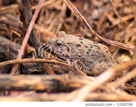 Trocha lurking behind the scenes (closeup) 5208706
