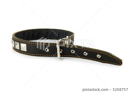 Dog collar isolated on the white background Dog collar isolated on the white background 5208757