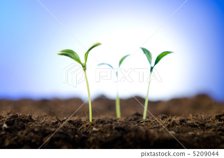Green seedlings in new life concept Green seedlings in new life concept 5209044