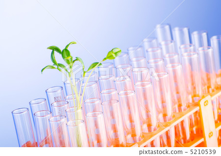 Lab experiment with green seedlings 5210539