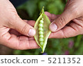 Pea pod on hand 5211352