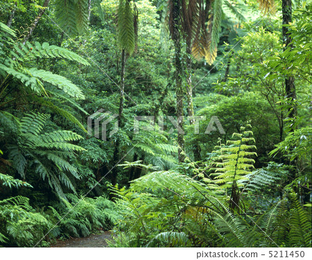 Kimagori原始森林 Kimagori原始森林 5211450