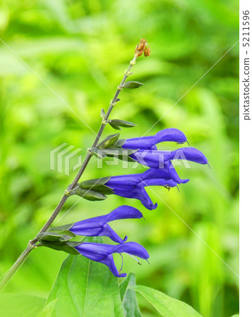 Salvia Guaranitica 5211596