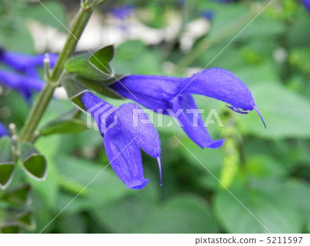 Salvia Guaranitica Salvia Guaranitica 5211597