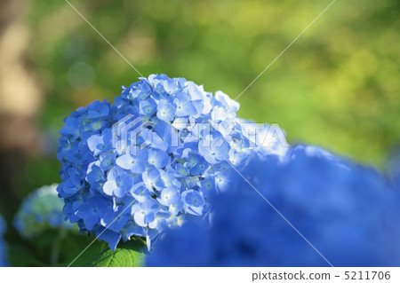 繡球 5211706