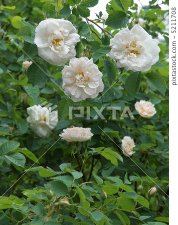 Alba Maxima 5211708