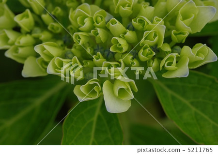 Hydrangea blooms 5211765