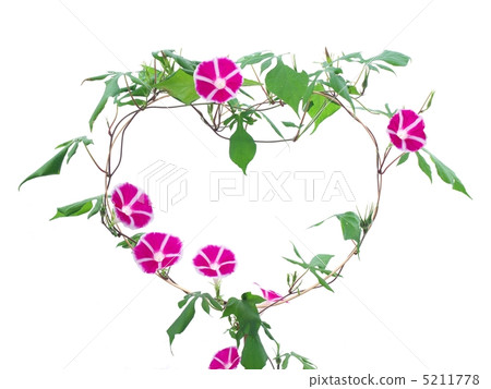 心形的牽牛花架子 5211778