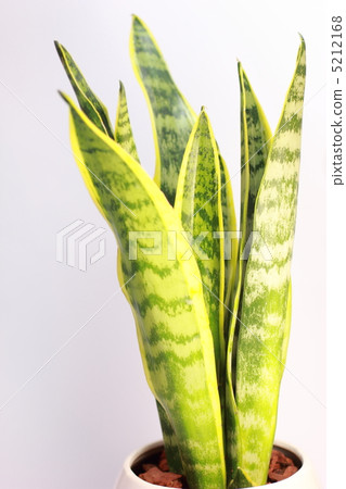 Houseplant Sanseberia Houseplant Sanseberia 5212168