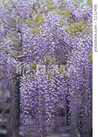 紫藤花 紫藤花 5212400