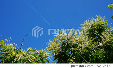 栗子花和藍天 5212415