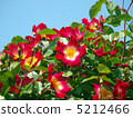 紅色花和藍天 5212466