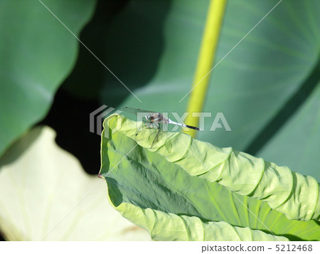 dragonfly dragonfly 5212468