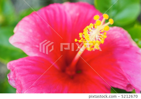 熱帶國家的芙蓉 熱帶國家的芙蓉 5212670