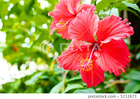 熱帶國家的芙蓉 熱帶國家的芙蓉 5212671