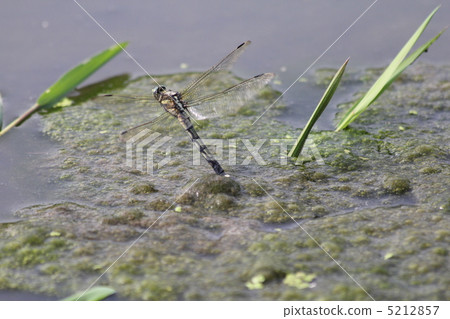 Spawning of Shiokaratombo Spawning of Shiokaratombo 5212857