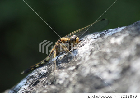 Female of Shiokaratombo Female of Shiokaratombo 5212859