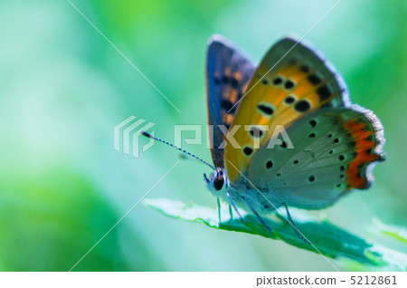 Lycaena phlaeas 5212861