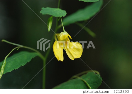 Kitsurifune Kitsurifune 5212893