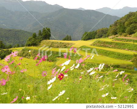 高知縣的水稻梯田 5212991