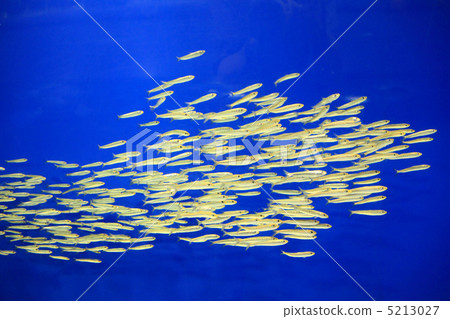 沙丁魚在涼爽的時候游泳 5213027