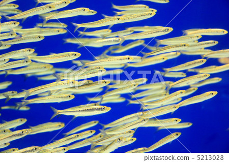 Sardine to swim in cool 5213028