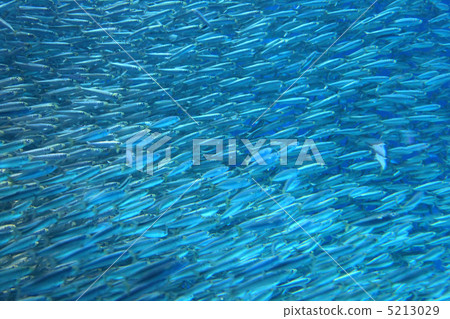 Sardine to swim in cool 5213029