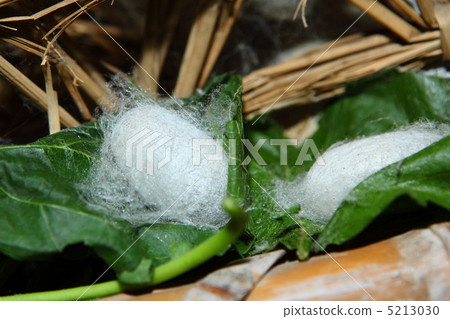 Silkworm of Tomioka Silkworm 5213030